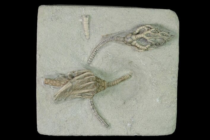 Two Fossil Crinoids (Cyathocrinites & Macrocrinus) - Indiana #150444